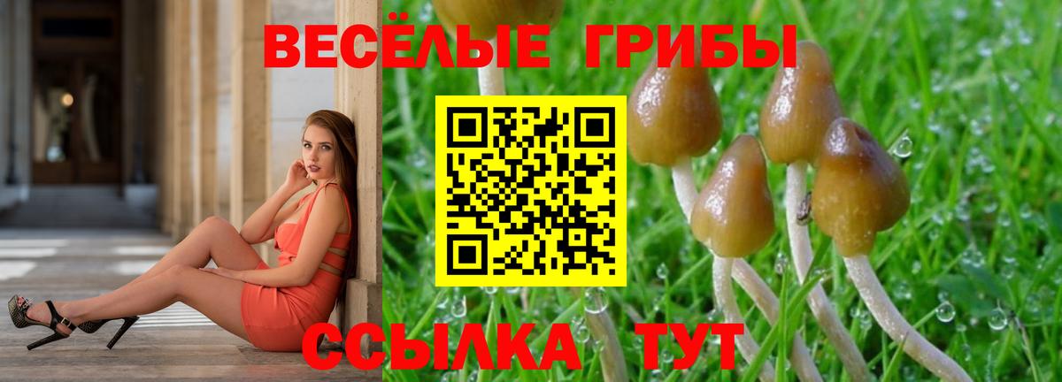Галлюциногенные грибы Psilocybine cubensis Джанкой